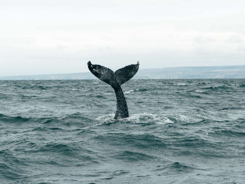 north iceland humpback whale tail husavik gt