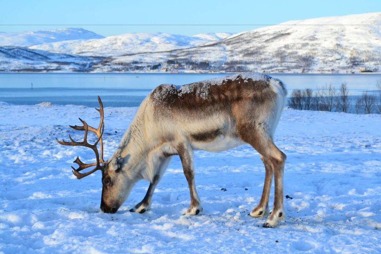 northern norway tromso reindeer tifenn degornet unsplash