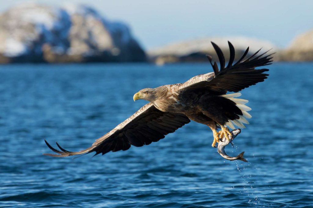 norway white tailed sea eagle istk