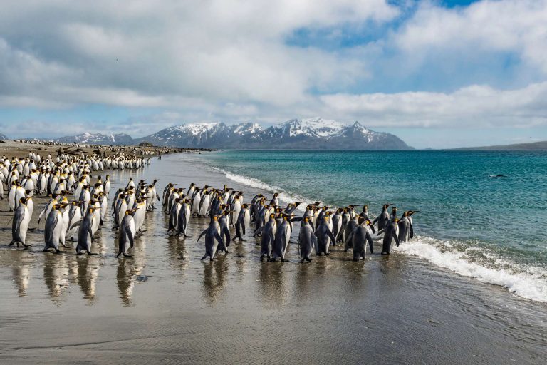 south georgia salisbury plain king penguins beach istk
