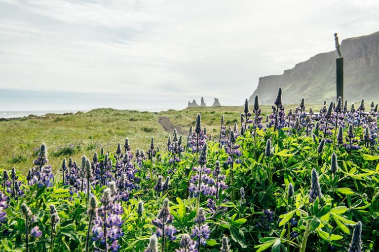 south iceland lupins in front of reynisdrangar gt