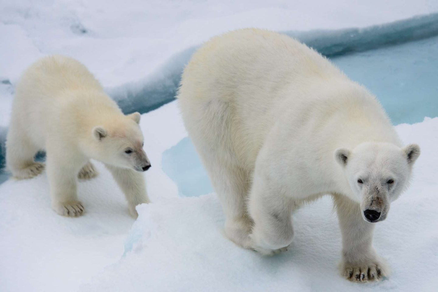 spitsbergen polar bear mother and cub pack ice istk