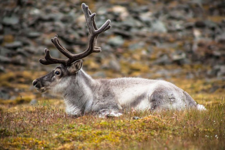 svalbard wild reindeer sitting on tundra istk