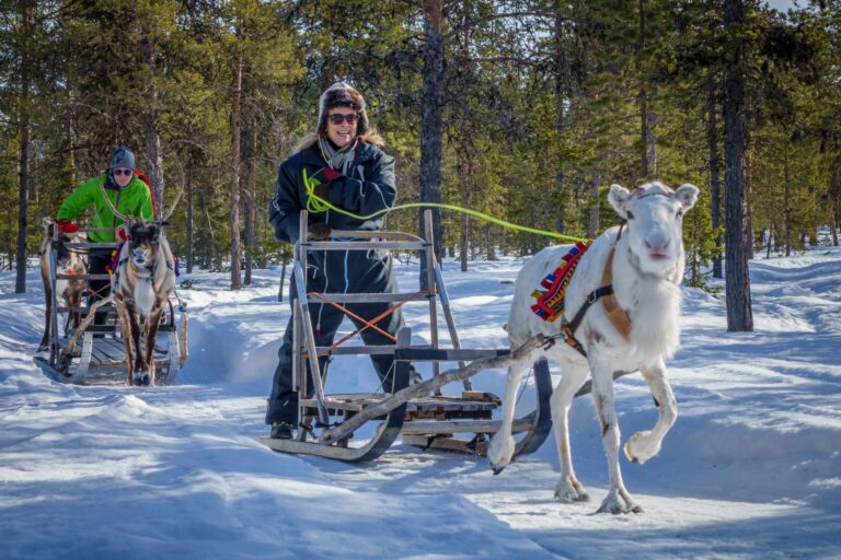 swedish lapland reindeer sledding icehotel rth