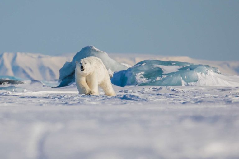 arctic jan mayen polar bear on ice istk