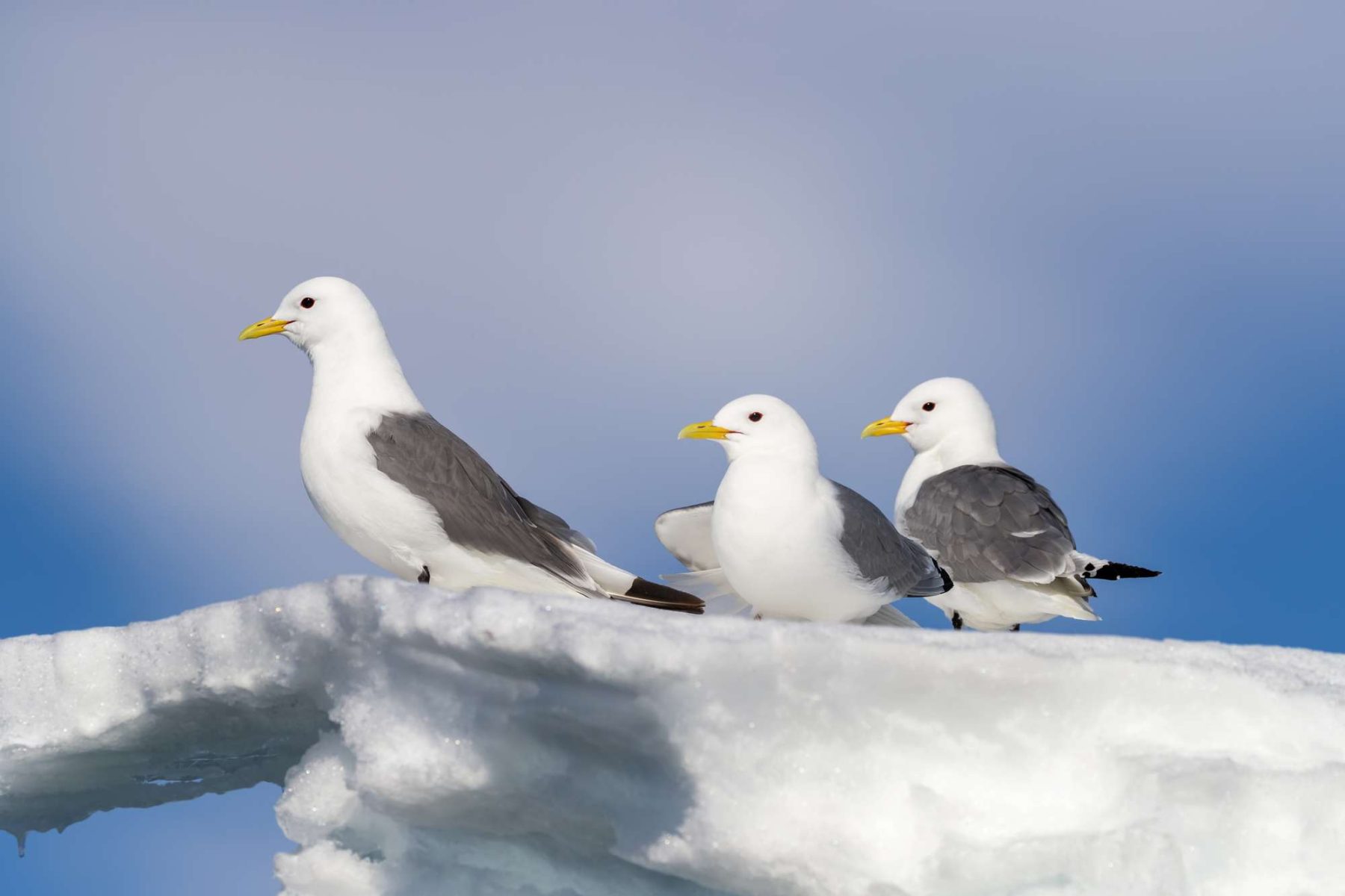 birdlife kittiwakes on iceberg istk