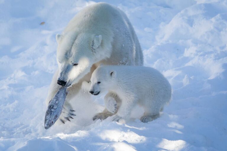 finnish lapland ranua wildlife park polar bear and cub