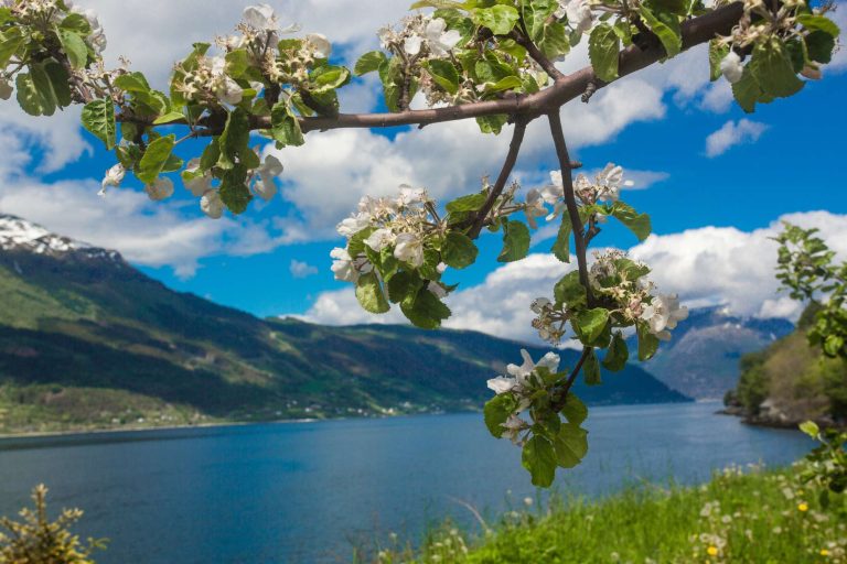 fjord norway hardangerfjord apple blossom istk