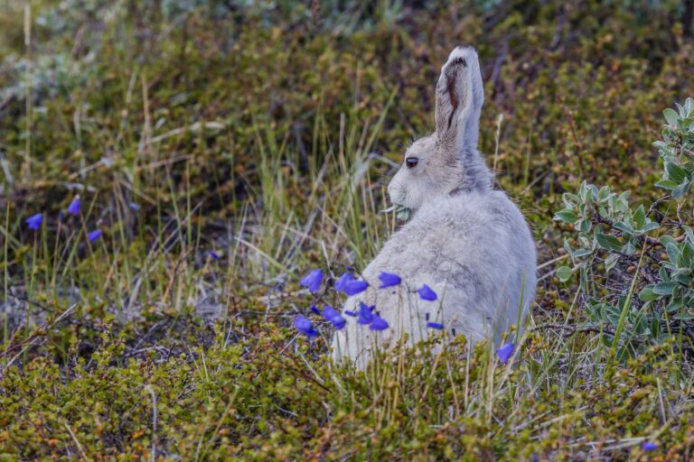 greenland arctic hare among wildflowers vg