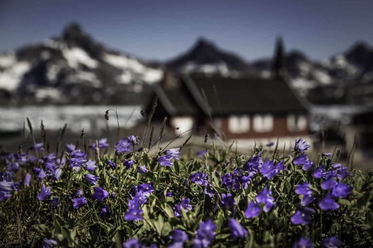 greenland bell flowers in front of tasiilaq church vg