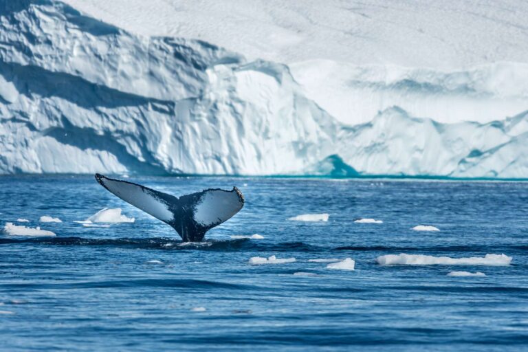 greenland disko bay humpback whale tail vg
