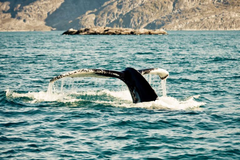 greenland humpback whale diving istk
