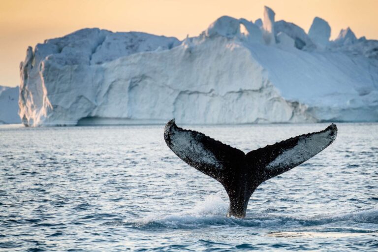 greenland humpback whale tail fin in front of iceberg vg