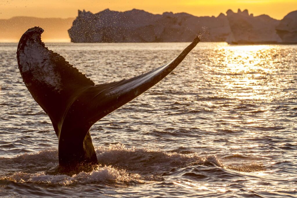 greenland whale tail sunset vg