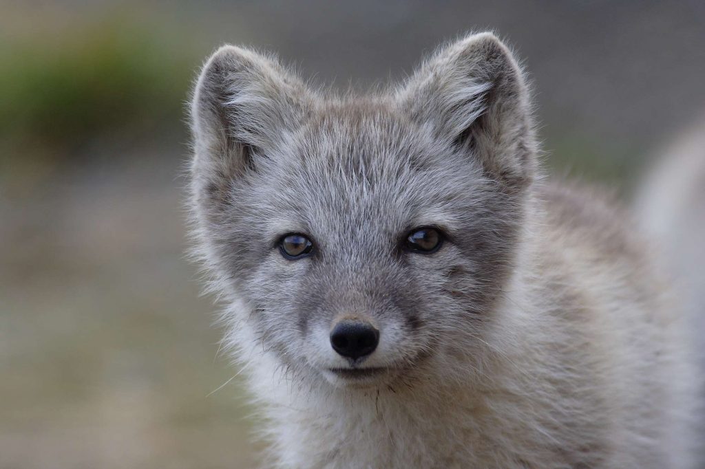 greenland wildlife arctic fox in summer vg