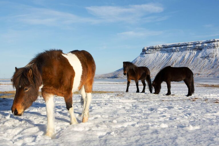 icelandic horses snaefellsnes winter ap