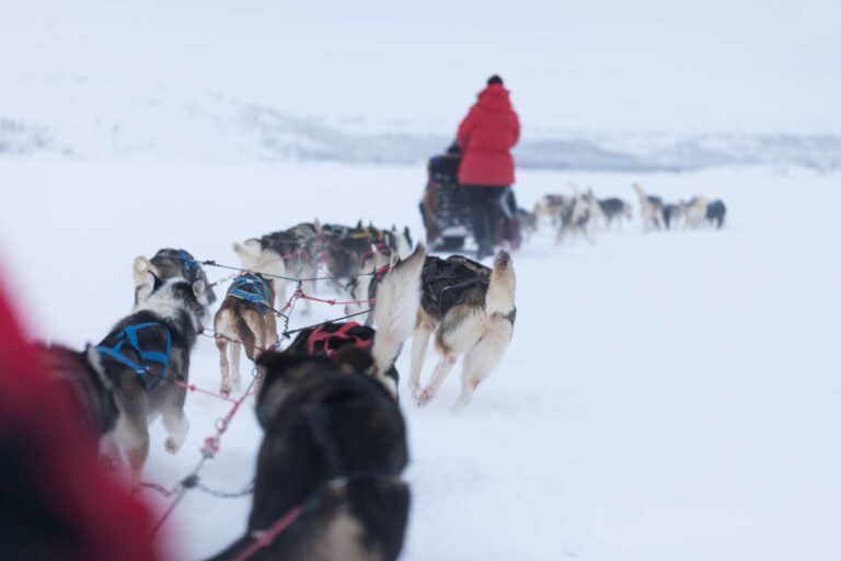 lapland husky sledding from drivers point of view istk