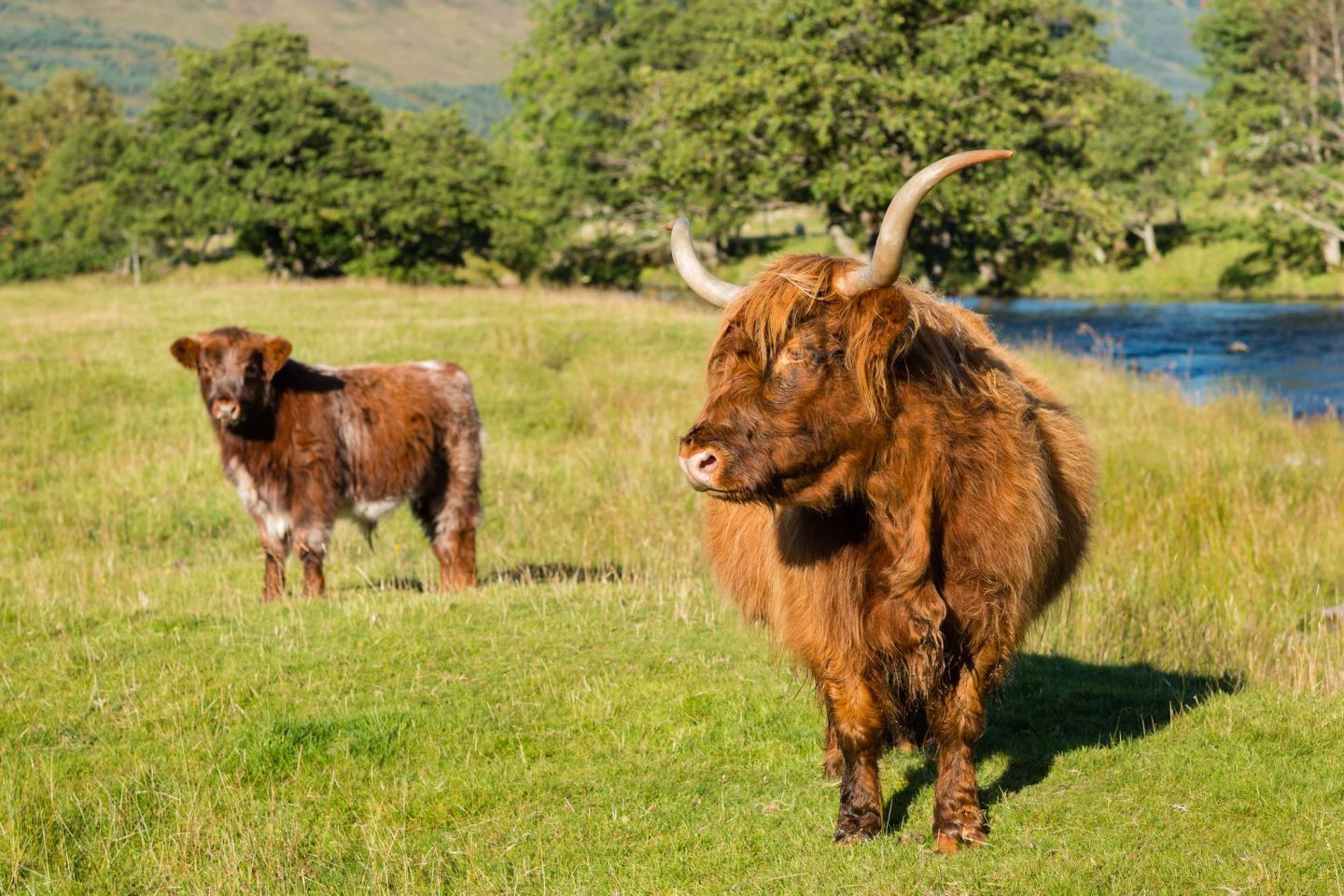 scotland highland cow and calf perthshire istk