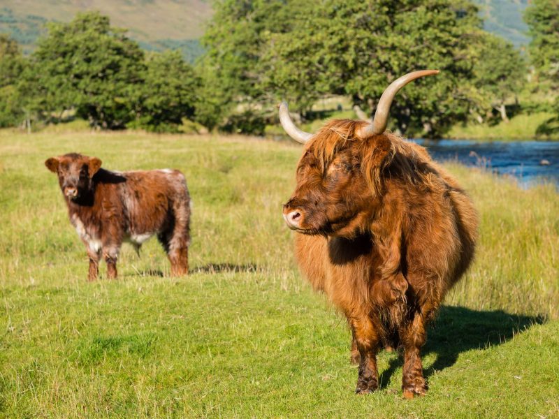 scotland highland cow and calf perthshire istk