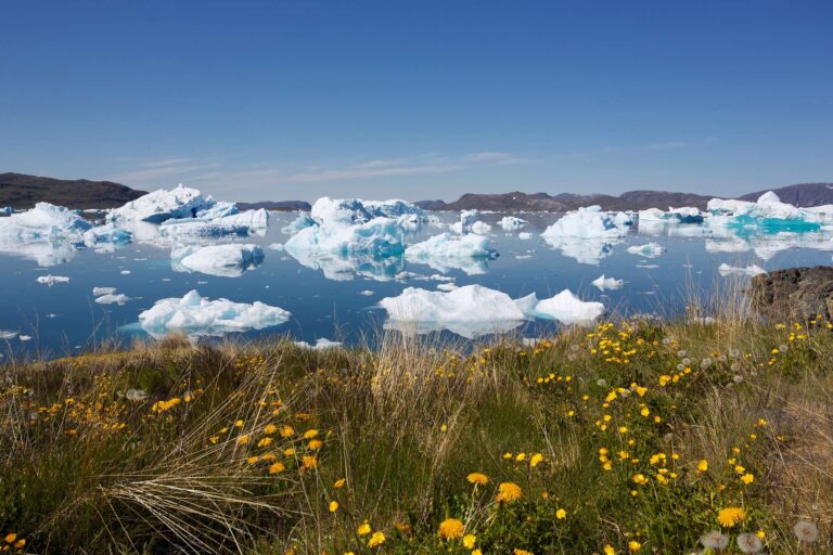 south greenland icebergs and wildflowers narsaq istk