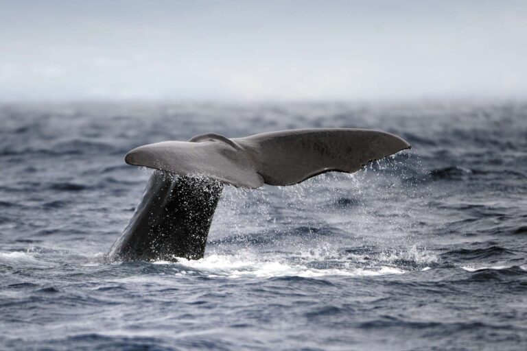 sperm whale tail flukes istk