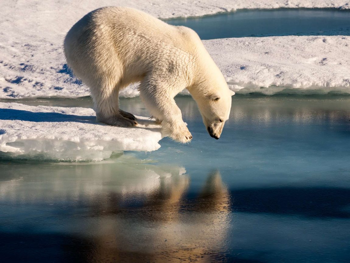 spitsbergen polar bear admiring reflection astk