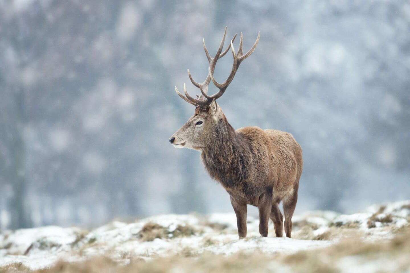 winter wildlife red deer stag winter istk