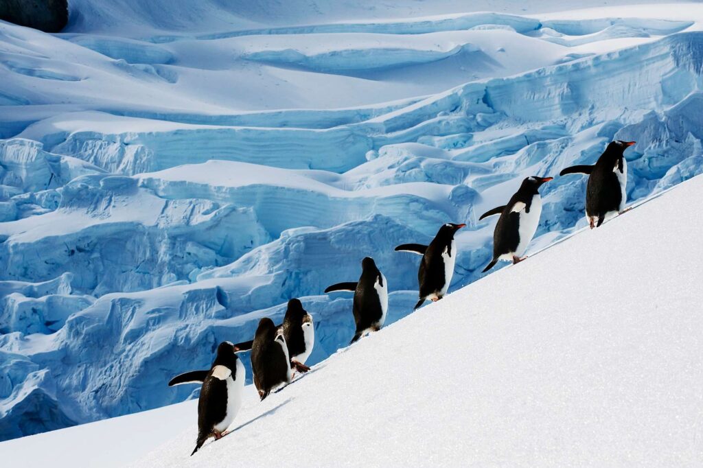 antarctic peninsula gentoo penguins waddling uphill istk