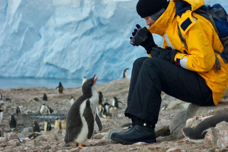 antarctic peninsula inquisitive gentoo penguin chick inspecting tourist istk