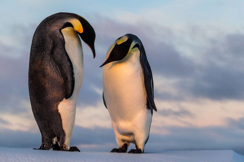 antarctica emperor penguin couple istk