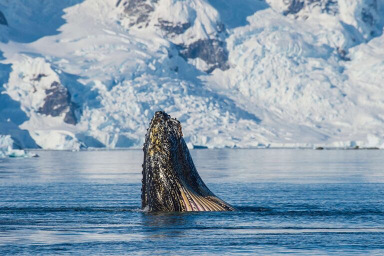antarctica humpback whale feeding istk