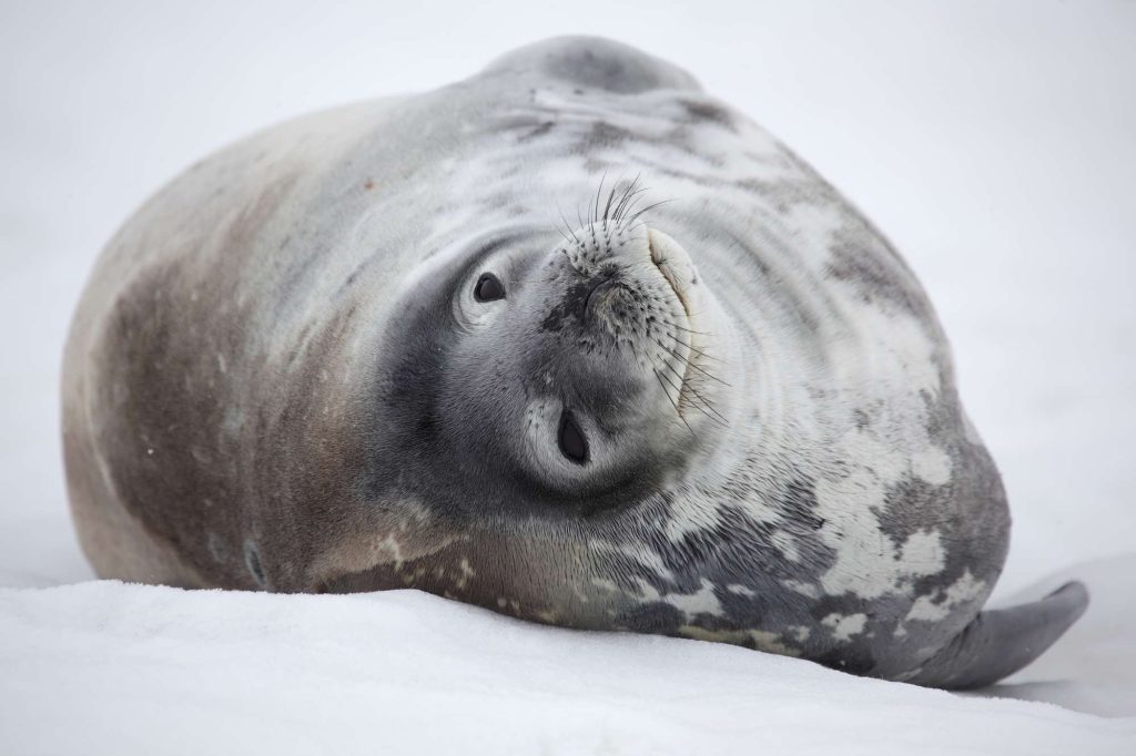 antarctica weddell seal in snow istk