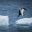 antarctica wildlife adelie penguins icehopping istk