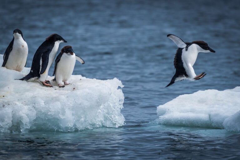 antarctica wildlife adelie penguins icehopping istk