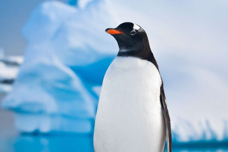 antarctica wildlife gentoo penguin istk