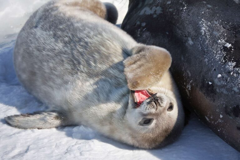 antarctica wildlife weddell seal pup istk