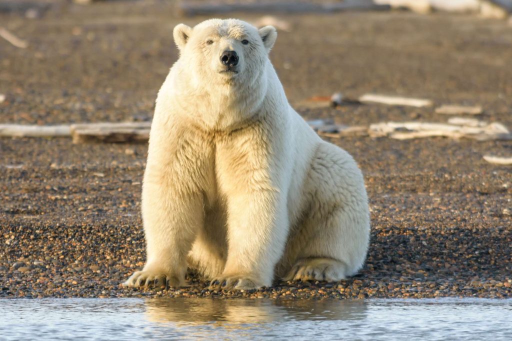 arctic polar bear on shore looking at camera istk