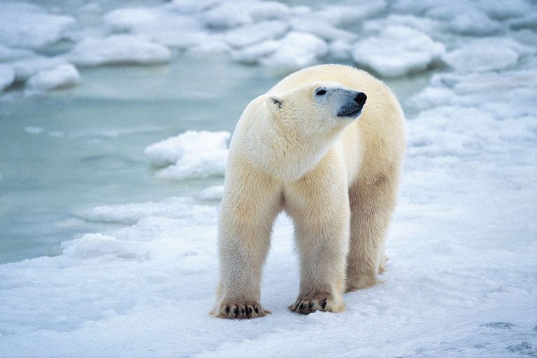 arctic wildlife polar bear rh