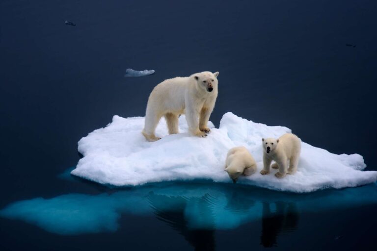 arctic wildlife polar bears db