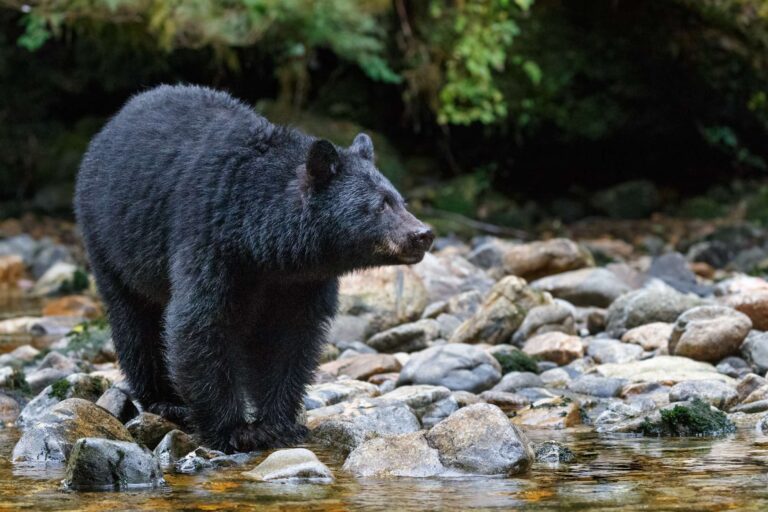 canada british columbia black bear by stream istk