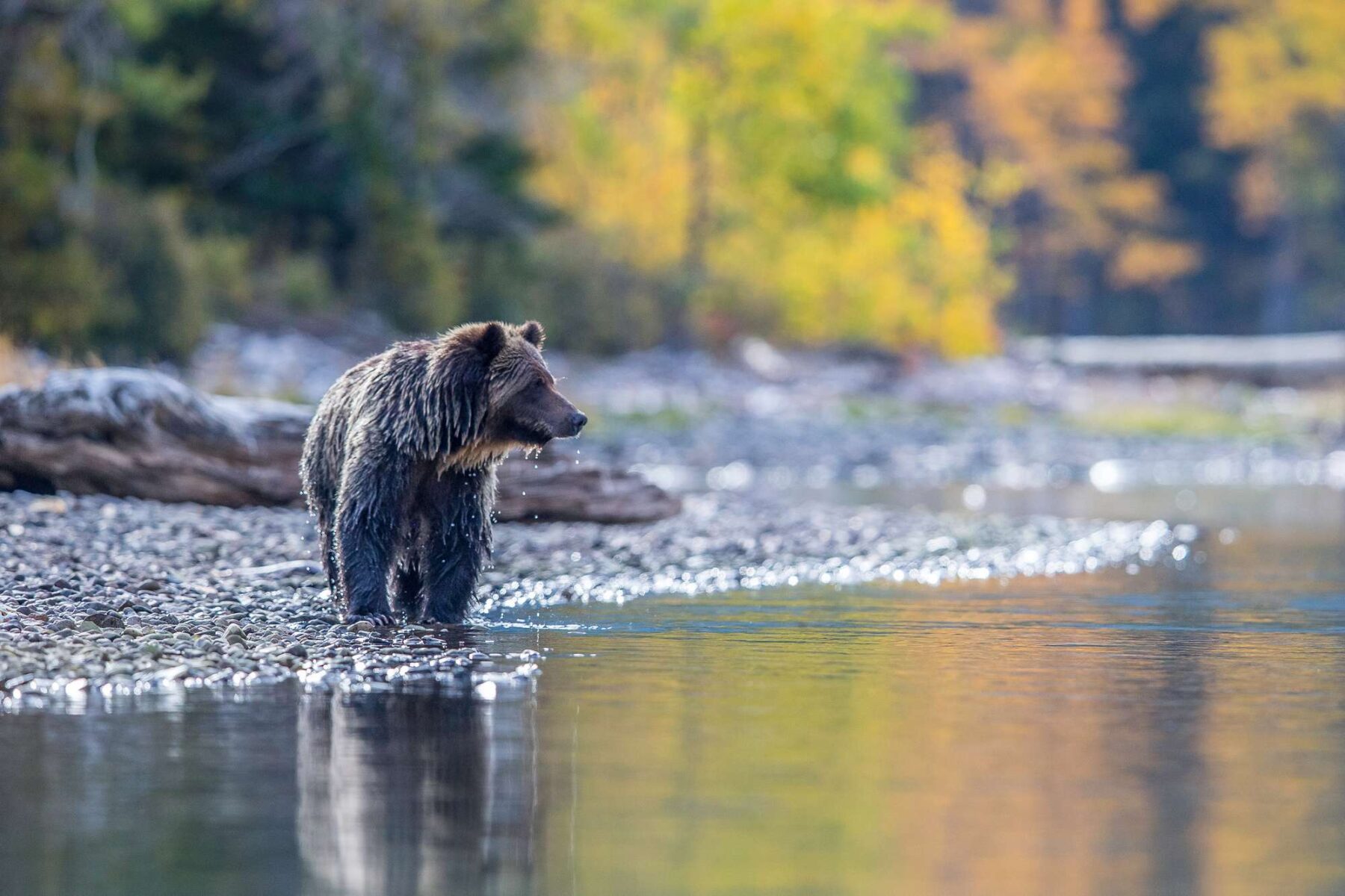 canada british columbia grizzly bear at waters edge istk