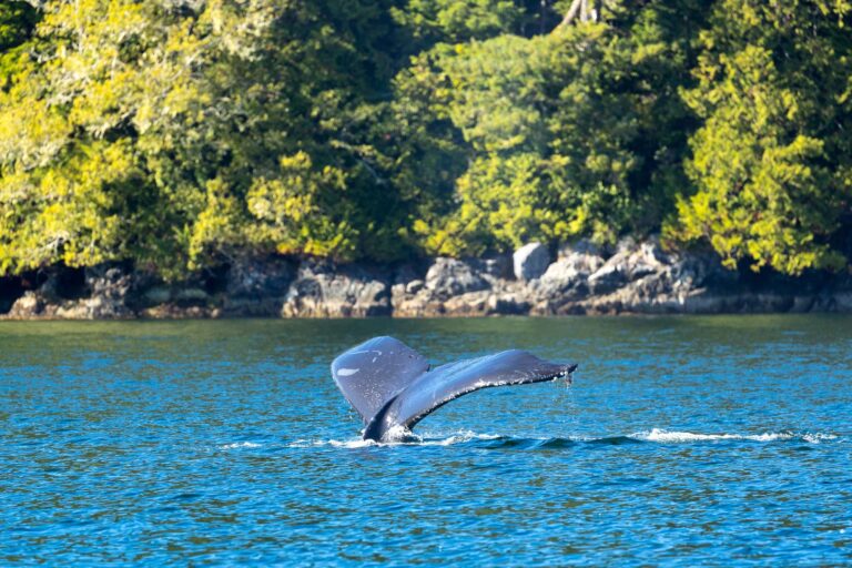 canada british columbia humpback whale tail diving by shoreline istk