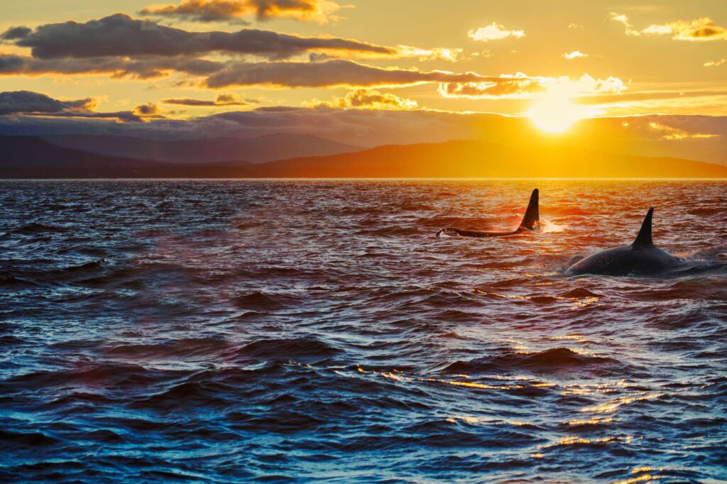 canada british columbia orca dorsal fins sunset istk