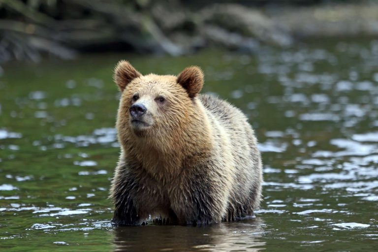 canada grizzly at knight inlet istk