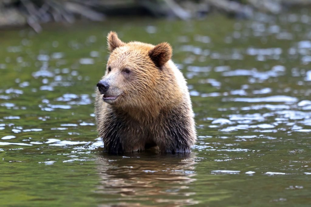 canada grizzly bear at knight inlet istk