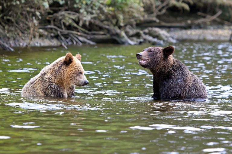 canada grizzly bears in water knight inlet istk