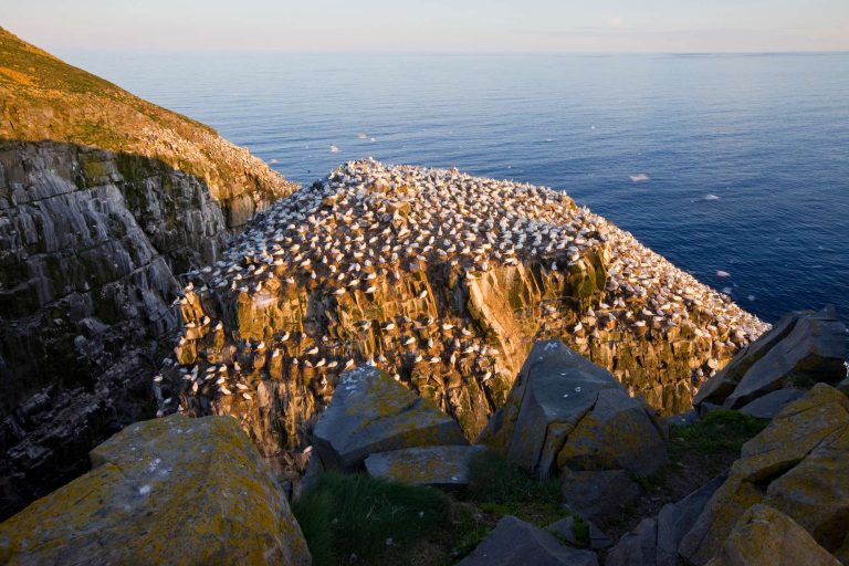 Cape St Mary gannet colony