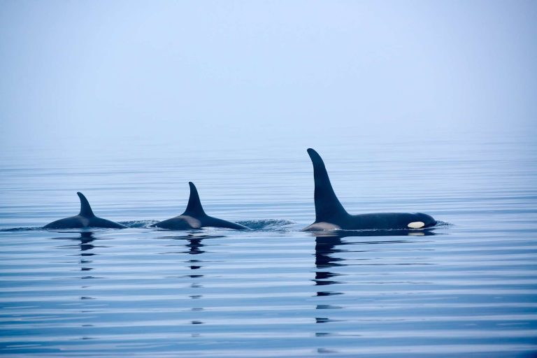 canada wildlife orca pod istk