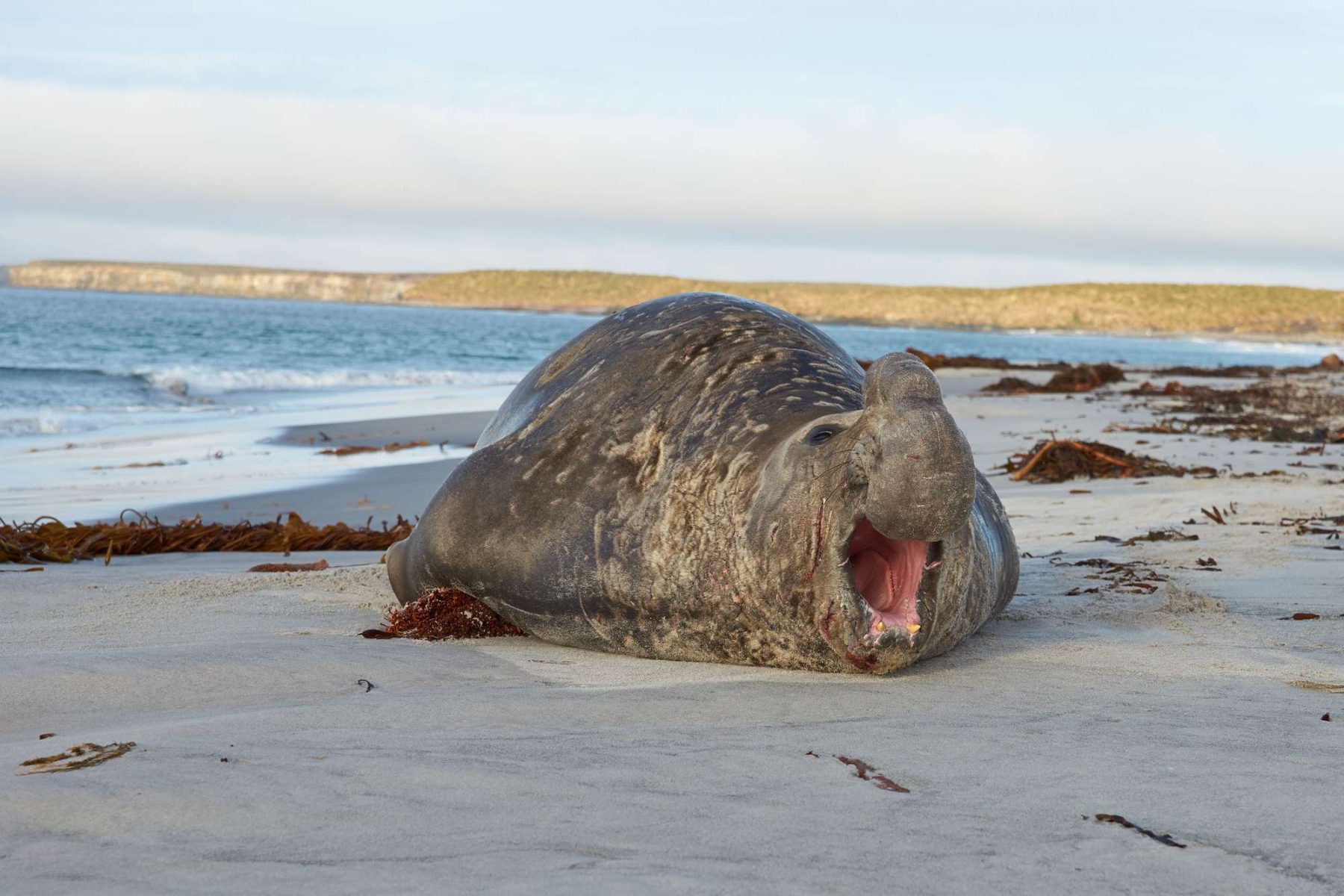 falklands male elephant seal on beach sealion island istk