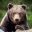 finland brown bear staring at camera istk
